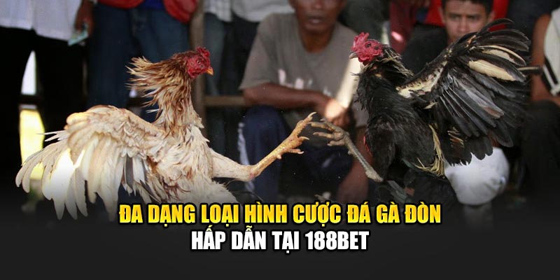 Đá Gà Đòn - Trải Nghiệm Truyền Thống Cung Cấp Bởi 188Bet 2 Đa dạng loại hình cược đá gà đòn hấp dẫn tại 188Bet